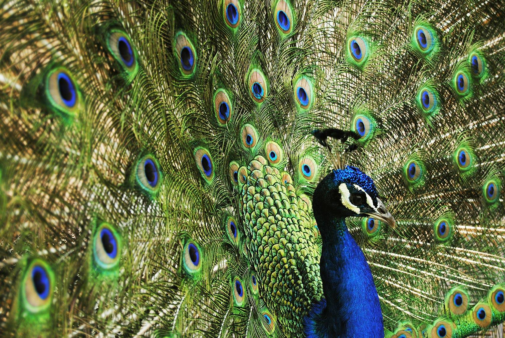 Ein Pfau schlägt sein Rad: leuchtend blauer Hals vor grünen Federn mit schillernden Augen.